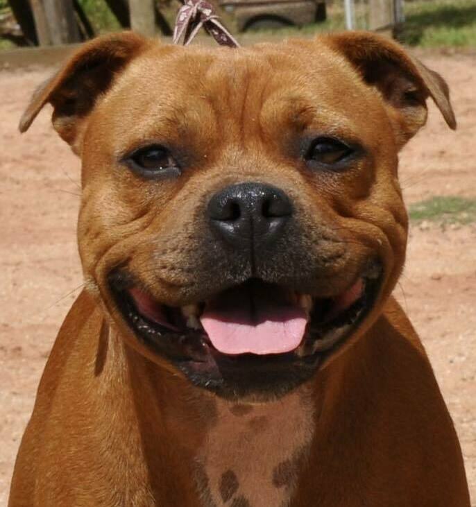 staffordshire bull terrier for sale houston staffordshire bull terrier for sale houston