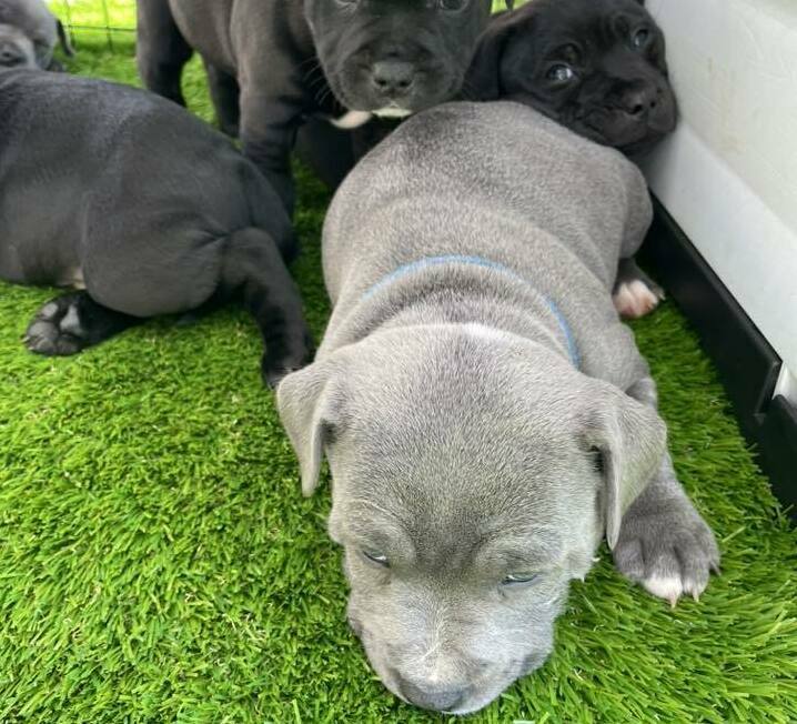 staffordshire bull terrier for sale Alabama AK