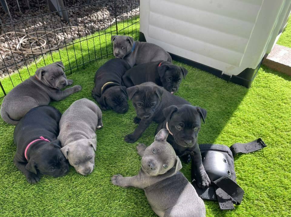 Stafford Puppies For Sale In ohio Stafford Puppies For Sale In ohio