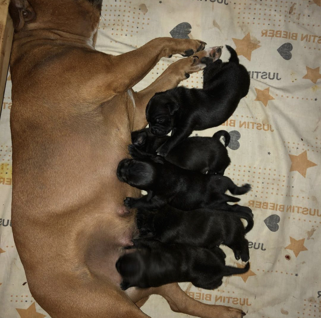 staffordshire bull terrier for sale near me Washington staffordshire bull terrier for sale near me Washington