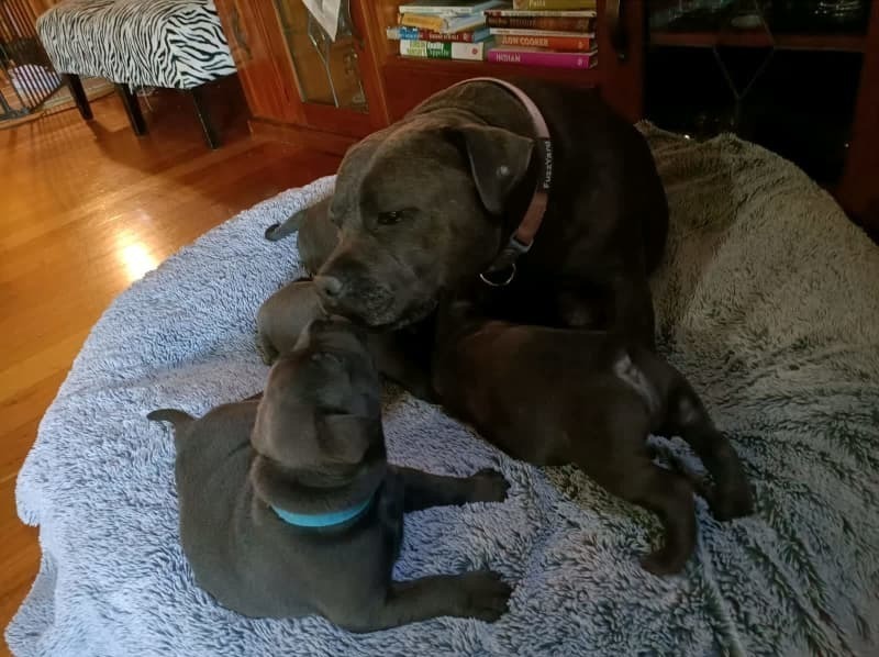 staffordshire bull terrier for sale near me Washington staffordshire bull terrier for sale near me Washington