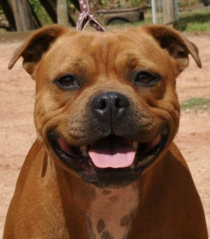 female Pitbulls bully puppy for sale Idaho