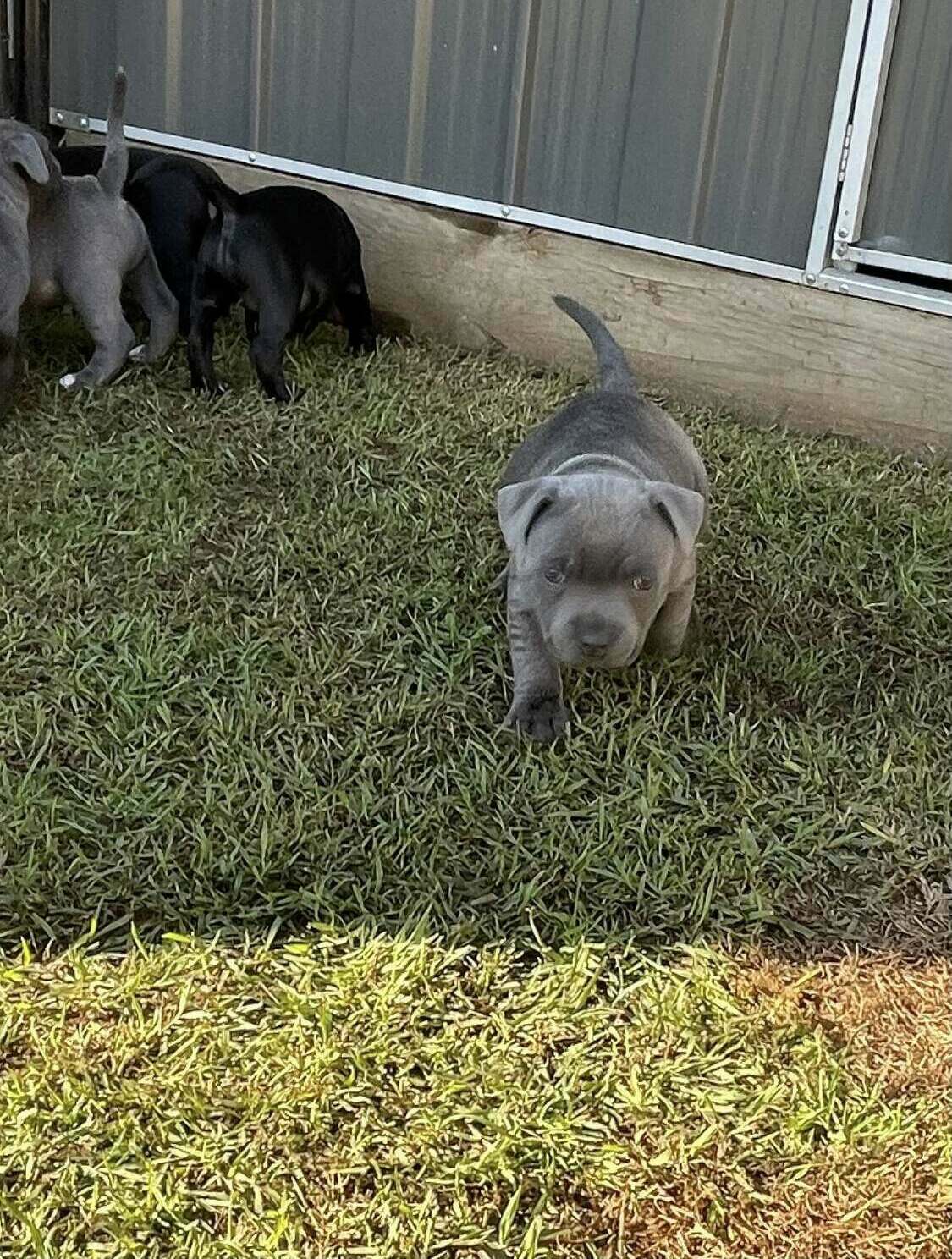 Staffordshire Bull Terrier (Stafford) Puppies For Sale In Nevada
