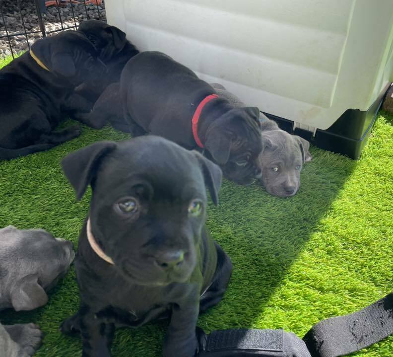 Staffordshire Terrier puppies for sale in GA