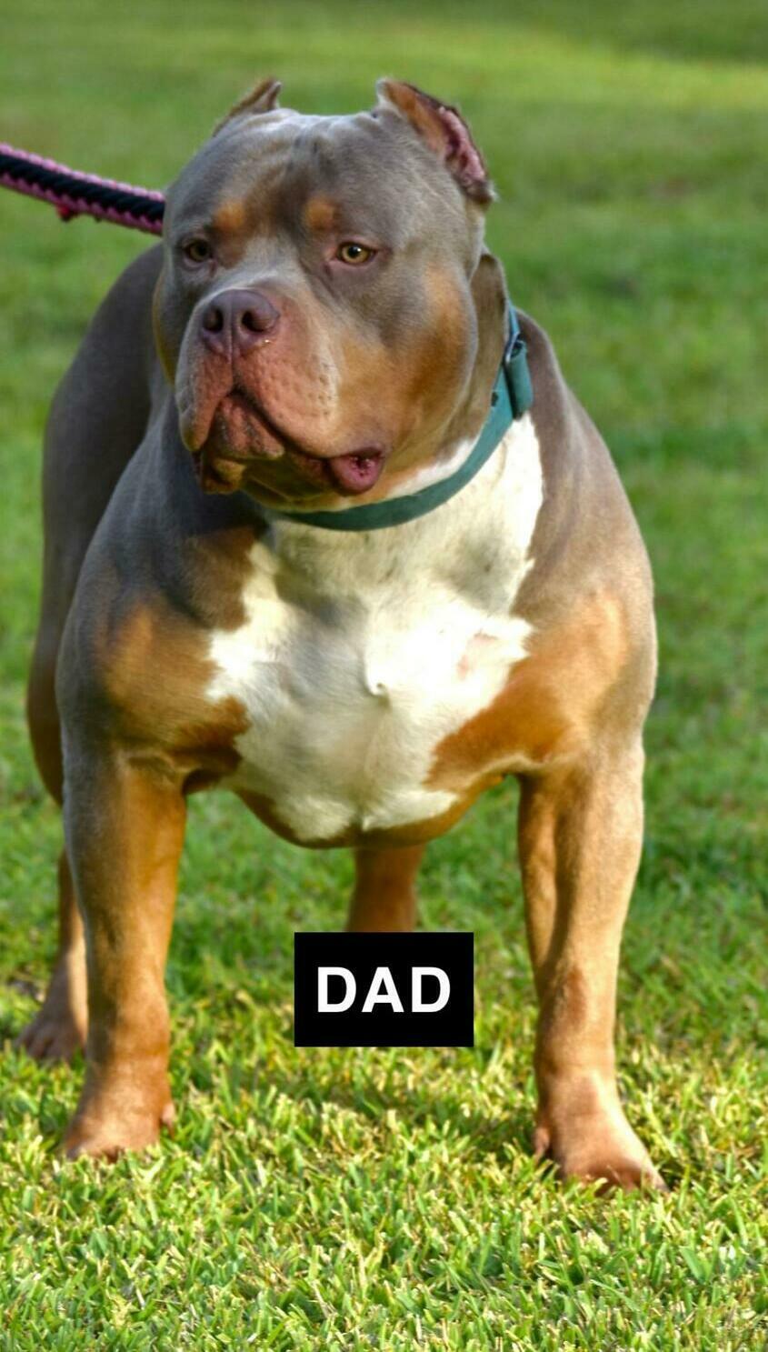American Bully for sale near me Washington