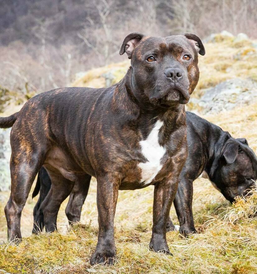 Staffordshire Bull Terrier (Stafford) Puppies For Sale In Nevada Staffordshire Bull Terrier (Stafford) Puppies For Sale In Nevada