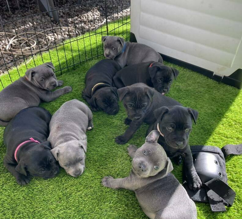 staffordshire bull terrier for sale columbus, ohio