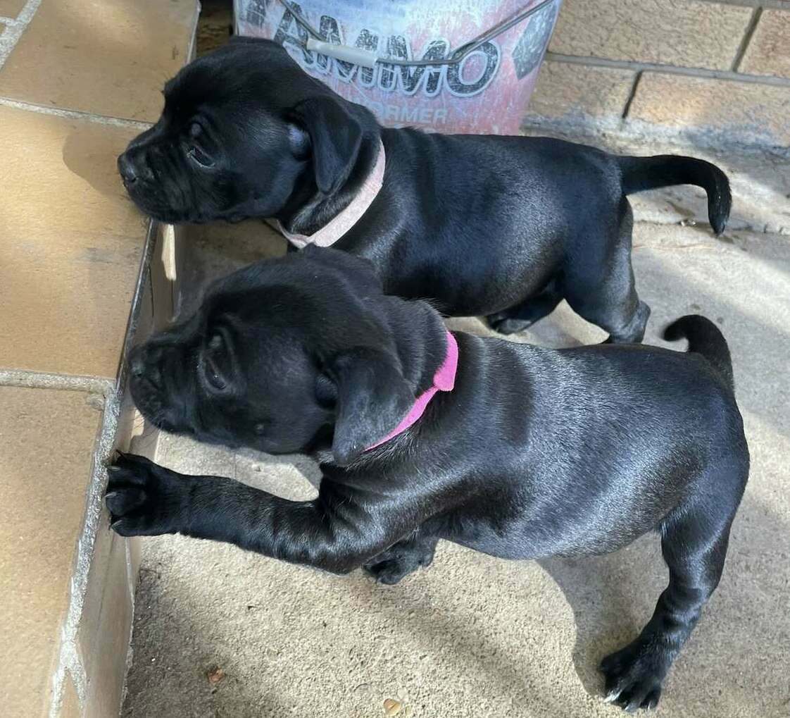 Staffordshire Terrier puppies for sale in GA