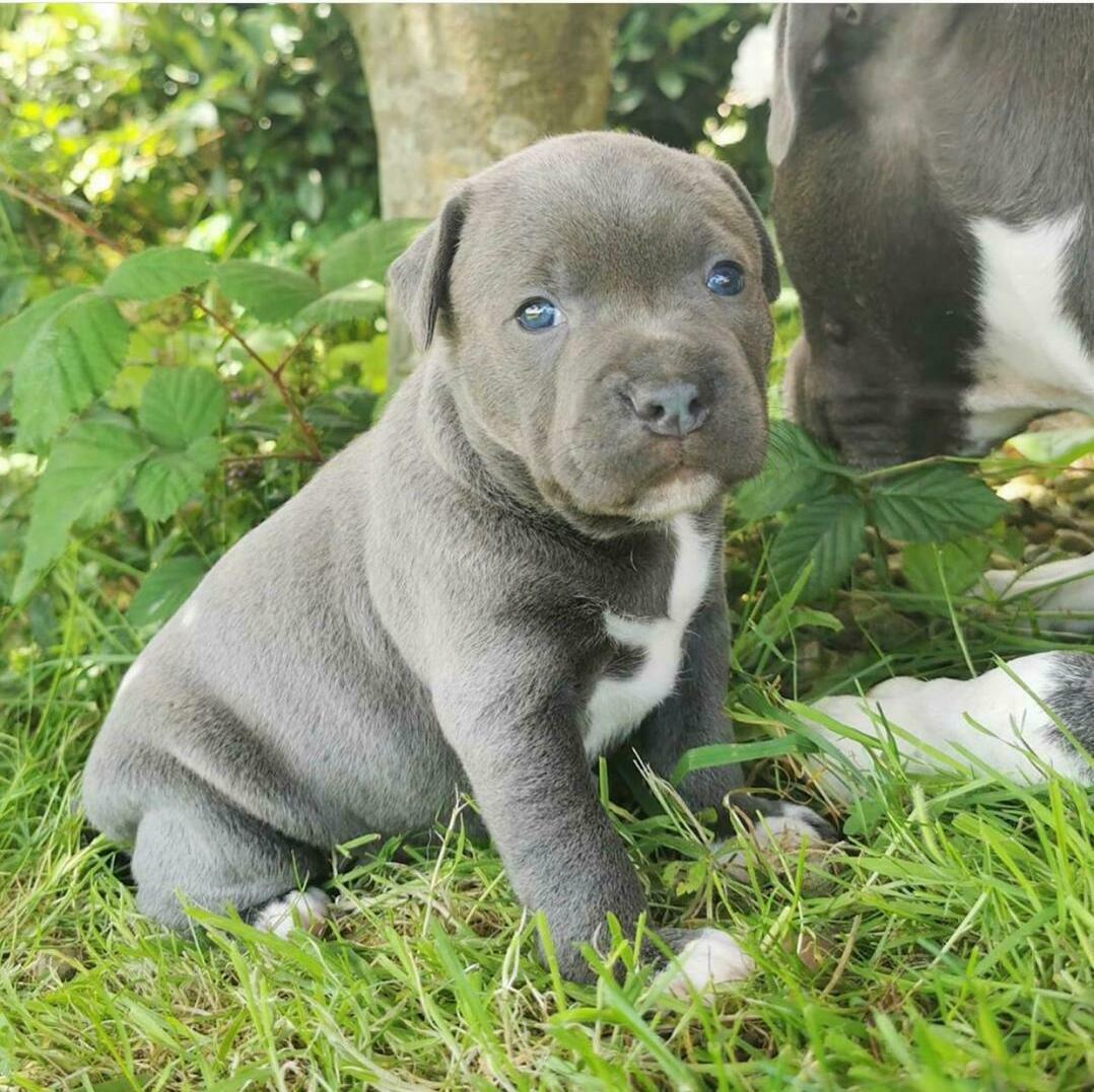 Home staffordshirebullterrierpuppies ua Home staffordshirebullterrierpuppies ua