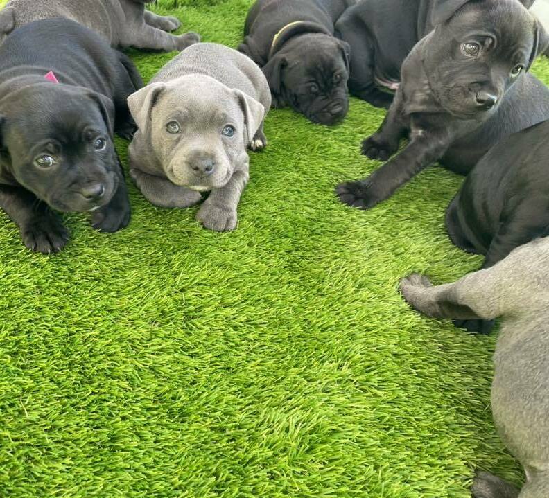 Staffordshire Bull Terrier Puppies For Sale in california