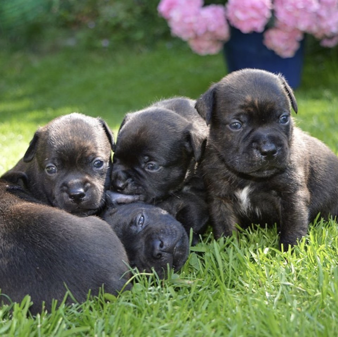 Pedigree blue staffy pups for sale clearance