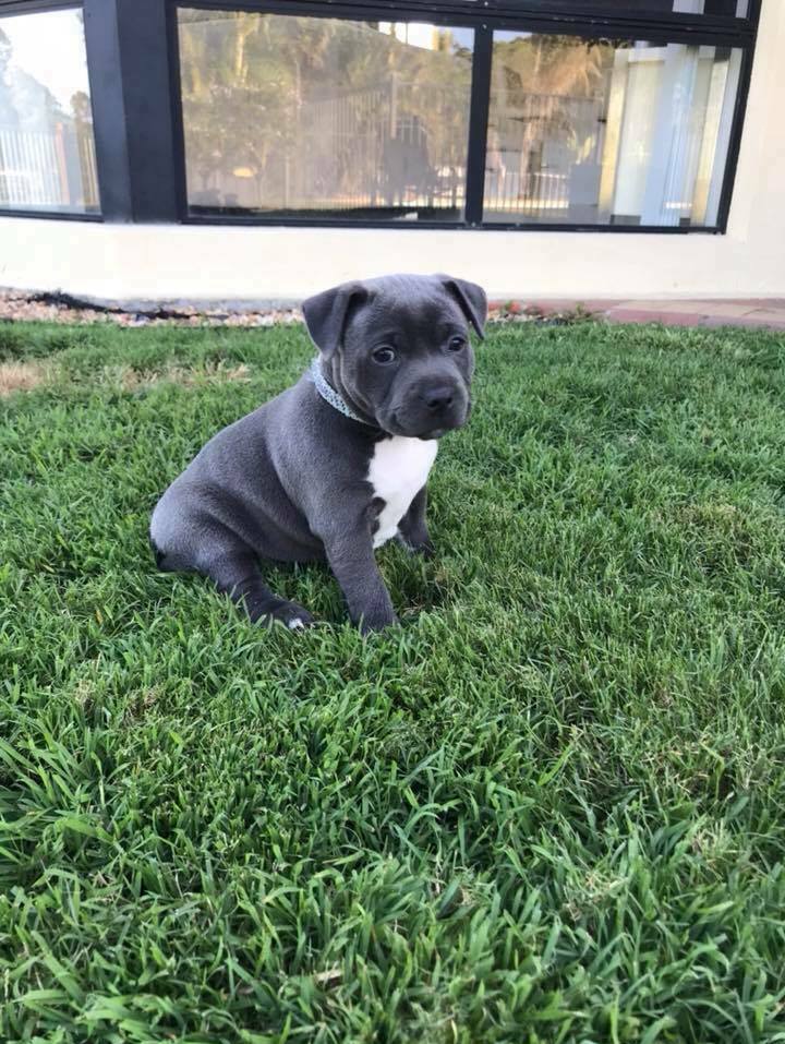 Staffordshire Bull Terriers Puppies Florida Staffordshire Bull Terriers Puppies Florida