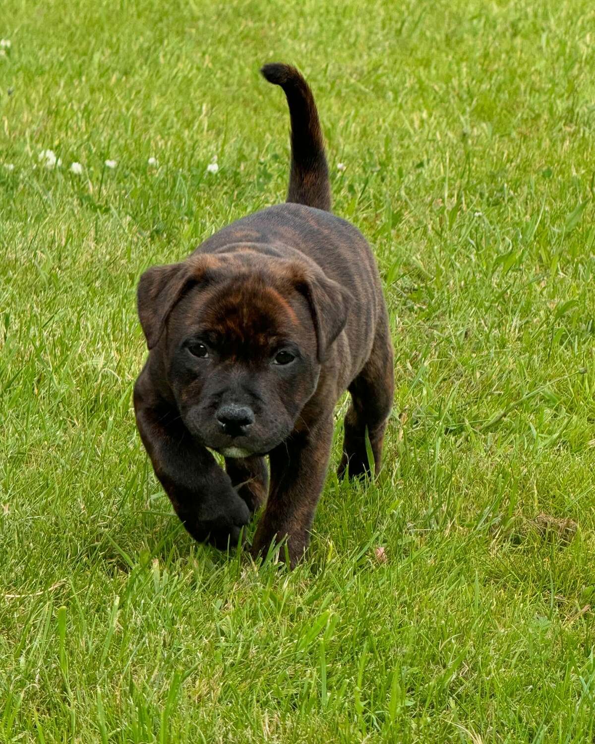 <span style="font-weight: bold;">LEXI</span><br>