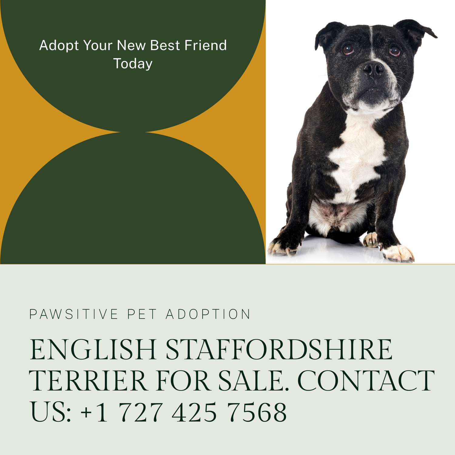 Staffordshire Bull Terrier breeders new york